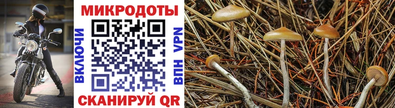 Псилоцибиновые грибы ЛСД  наркотики  MEGA вход  Порхов 